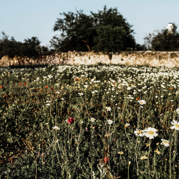 Portugal Spring Flowers & Olympus 25mm f1.2 Lens